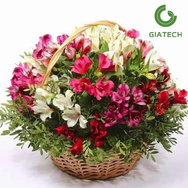 سبد گل آلسترمریا