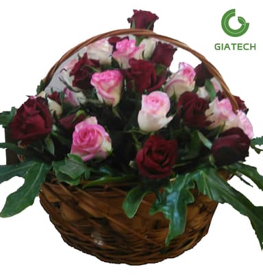 سبد رز هلندی
